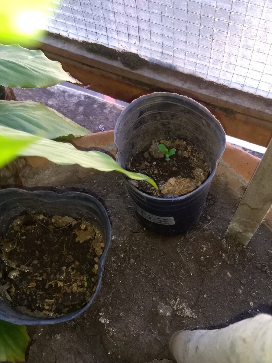 Luis_Edelman's tweet image. Una #compostera en el balcón
Un limonero bien criado
Un manzano en sus primeras hojas
Un ombú que ya cuenta 3 años
@eldestape_radio 
#EspecialDelSabado
@gimenafuertes 
@fercibeira 
@FranciscoPesky y no lo encontré al perro #pandemia