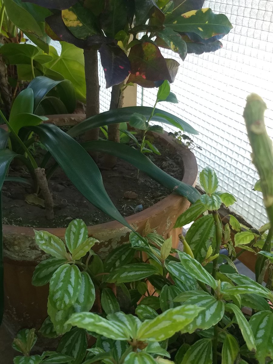 Luis_Edelman's tweet image. Una #compostera en el balcón
Un limonero bien criado
Un manzano en sus primeras hojas
Un ombú que ya cuenta 3 años
@eldestape_radio 
#EspecialDelSabado
@gimenafuertes 
@fercibeira 
@FranciscoPesky y no lo encontré al perro #pandemia