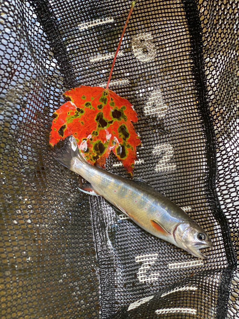 BrandonWxWCHS's tweet photo. Fall 🍁 is in the air!
🎣 too!
I always appreciate these days, but especially here in 2020–really needed sometimes.
#nativebrooktrout #westvirginia https://t.co/G3gGs2aHVB