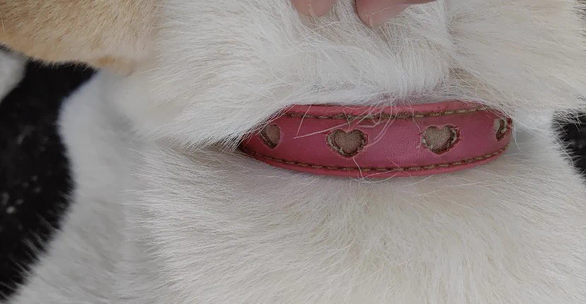 「拡散」四日市水沢町ミニストップにて、白柴を保護！