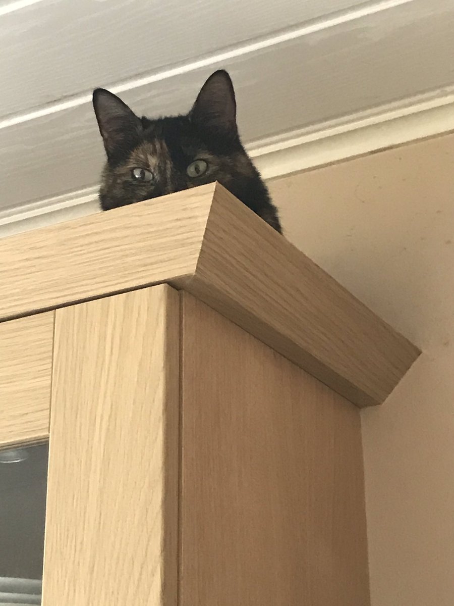 StumpyVelvet's tweet photo. Yes mumma mes knows yoo see me yoo dinnae have to tell me 10 times #annoying #hoomin https://t.co/i3djr8to00
