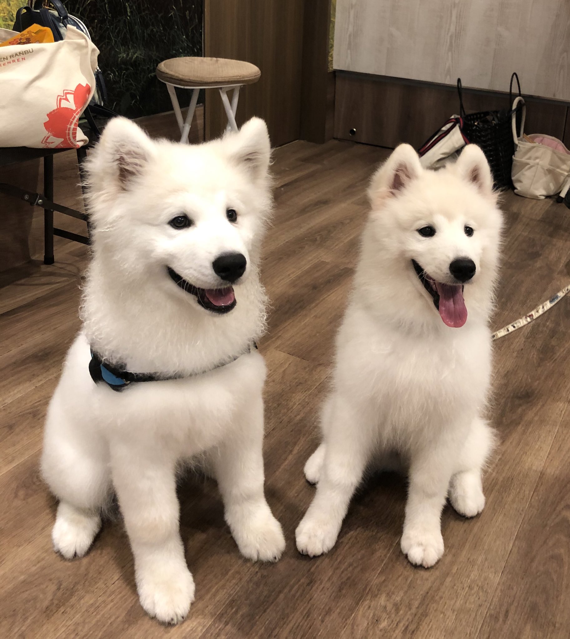 Curly Sheep Vest    サモエド　samoyed