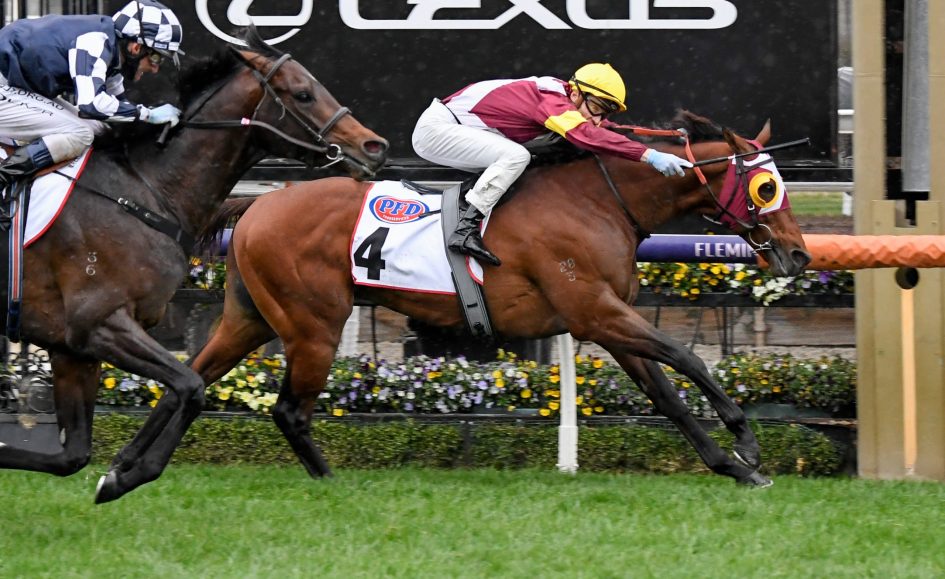 馬 Le Cheval♘♞ tweet media