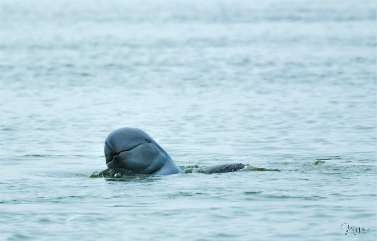 Irrawaddy Dolphin - Orcaella brevirostris
A elusive species I final ticked off my list in 2009. #MekongRiver #Cambodia #dolphin #wildlifephotography #Discoverwildlife #wildlifephotos #wild #wildglobe #natgeowild #discoverwildlife #natgeo #travel #wildtravel