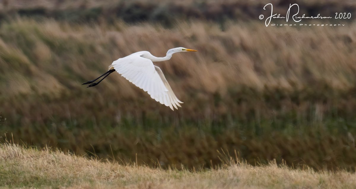 oldman65Suffolk's tweet image. Great White Egret
Boyton RSPB 
on river wall
12/09/2020
Olympus EM-1X + Olympus 300mm f/4 + 2 X extender
#OlympusUK