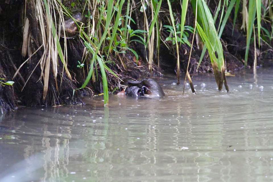 Territorial dispute between two male Platypus.