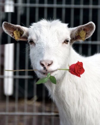 tom holland as goats; a thread