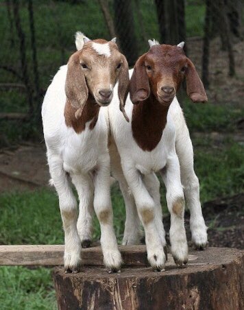 tom holland as goats; a thread