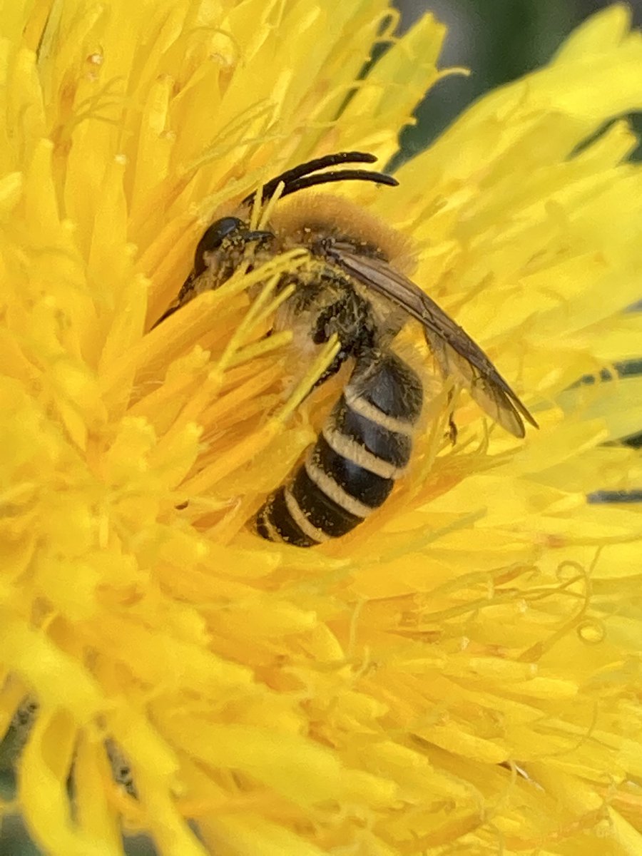 Kijk dan toch hoe heerlijk deze schorzijdebij het naar de zin heeft in deze bloem #bijen