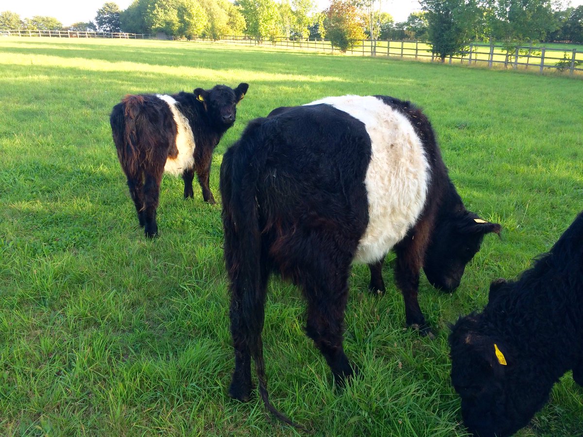 Two Mills (@two_mills) on Twitter photo 12/09/2020 17:55:30 #beltedgallowaycattle #beltedgalloway first calver #gonative #backbritishfarming #beltedgallowaycattle #beltedgalloway first calver #gonative #backbritishfarming