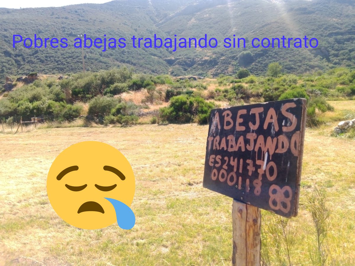 #vegan #veganlife #vegano #veganlifestile #veganismo #veganstile #veganstop #veganism #veganismoporamor #vegansolutions #veganforbidden #veganproblems #stopmaltrato #adopciónanimal #vegetohumanismo