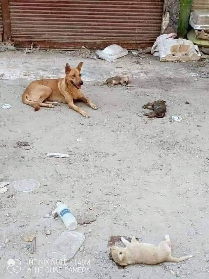 جلبوا لها الطعام وفرحت به واسرعت لتطعم صغارها 
وبعد ذلك تبين بأن الطعام مسموم
ماتوا صغارها ..
لمتهم حولها وتنتظرهم حتى يصحوا  ..
أقسى مخلوق على وجه الأرض هو الإنسان

الغدر والندالة بأبشع صورها