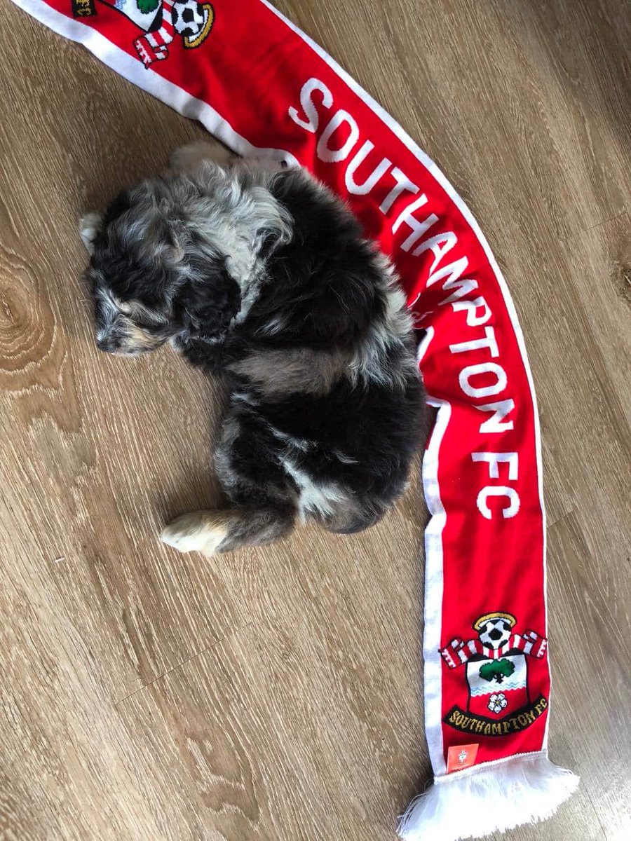 HotCoffeeBurns's tweet photo. Waking up early for #MyPLMorning and @SouthamptonFC! 

Hoping for 3 Paw-oints! https://t.co/TJjxiIX7AP