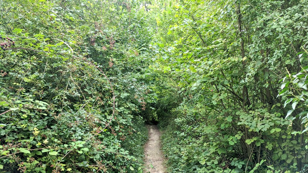 Slow Ways tweet media