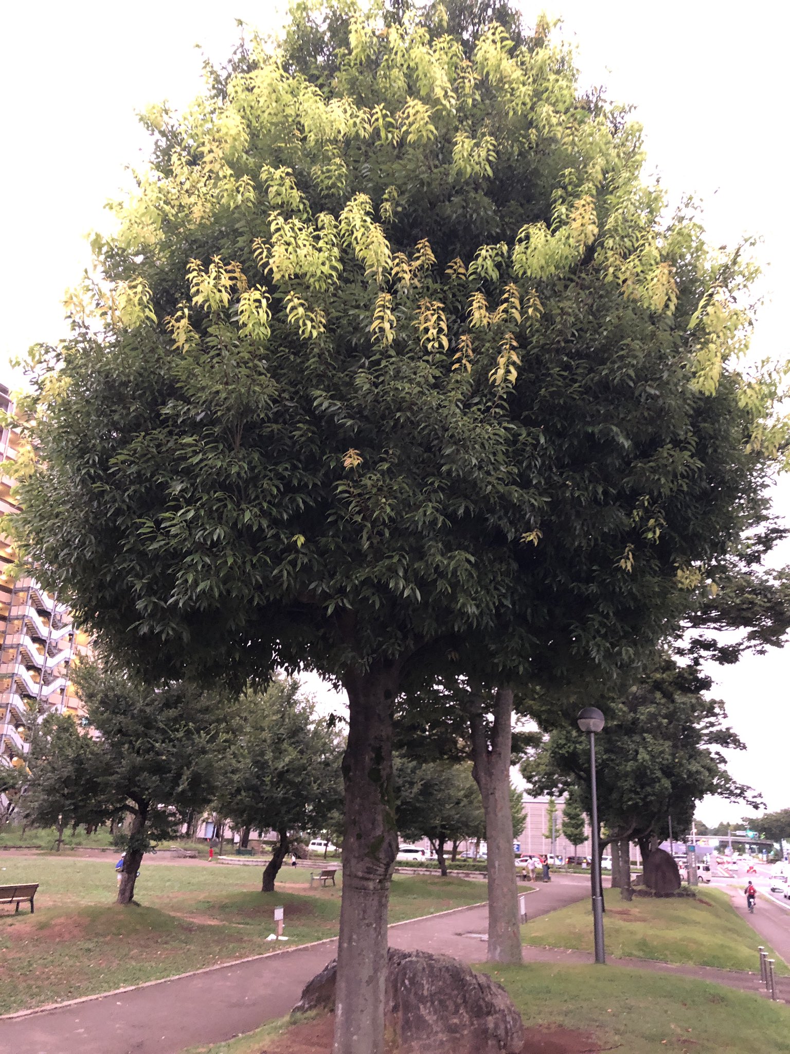 Makotokasai この様に枝が徒長して薄青い葉をつけているシラカシやモチノキは枯れる 気をつけた方がいい T Co Amuzjnr0wo Twitter