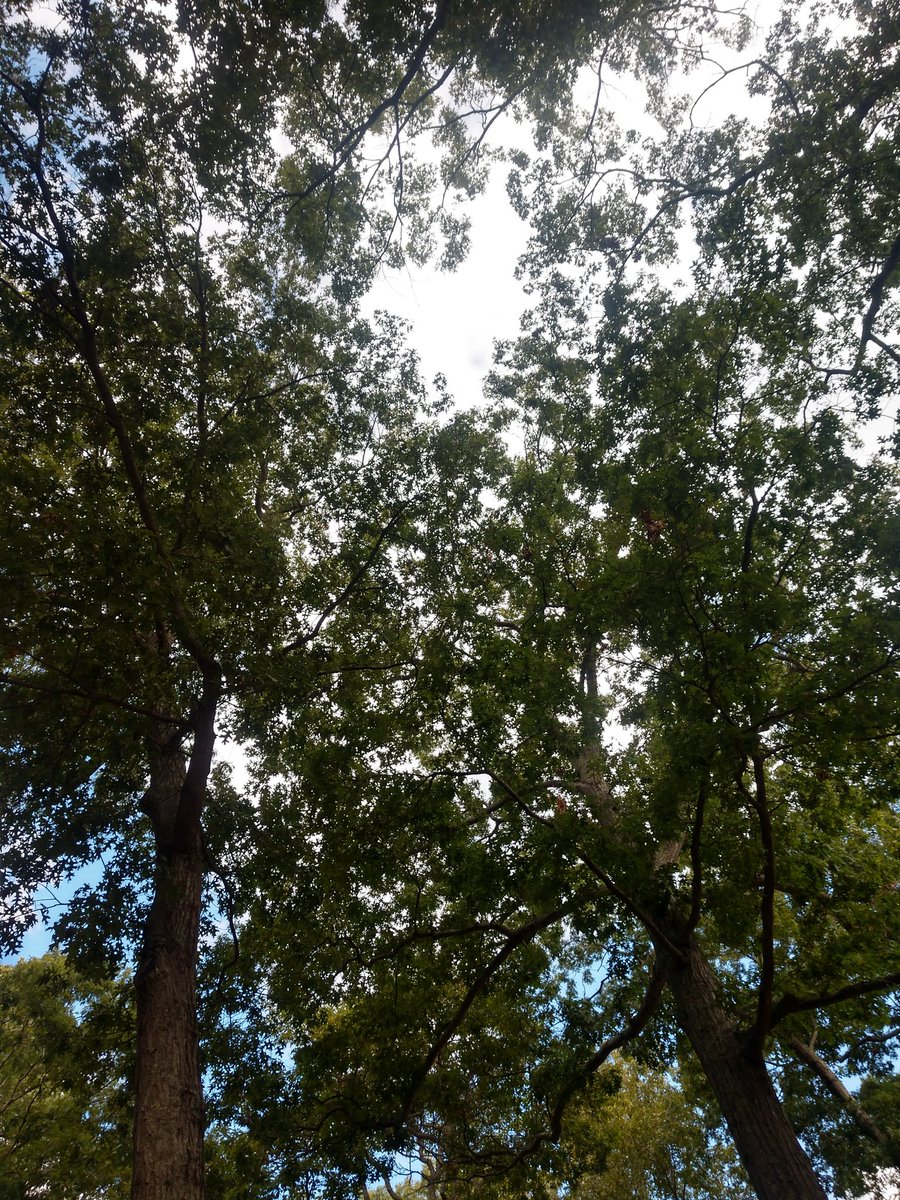 My favorite part about camping is just lying back and staring at the tree canopies and the sky. These tall trees are so fascinating if you've grown up on the Indian peninsula.