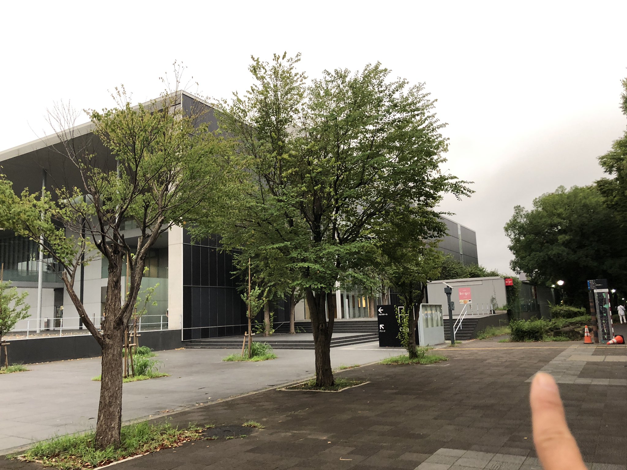 Makotokasai この様に枝が徒長して薄青い葉をつけているシラカシやモチノキは枯れる 気をつけた方がいい T Co Amuzjnr0wo Twitter