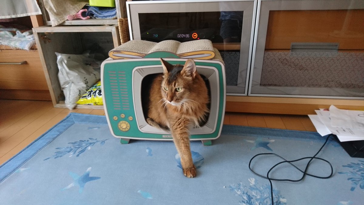 猫大喜利