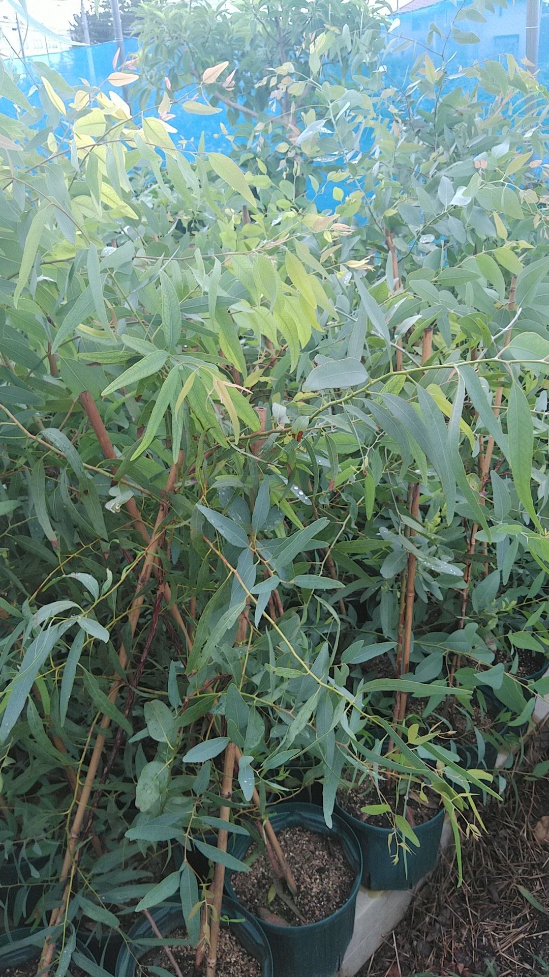 ユニークグリーン ユニークな植物の生産者 ハニーレモンユーカリ Eucalyptus Staigeriana 現段階では希少レベルa 800 種子がとにかく入手しにくいです ブラシノキやアカシアと違い 挿し木は効率悪し 1m前後の越冬済みの7号苗以上になります 生産