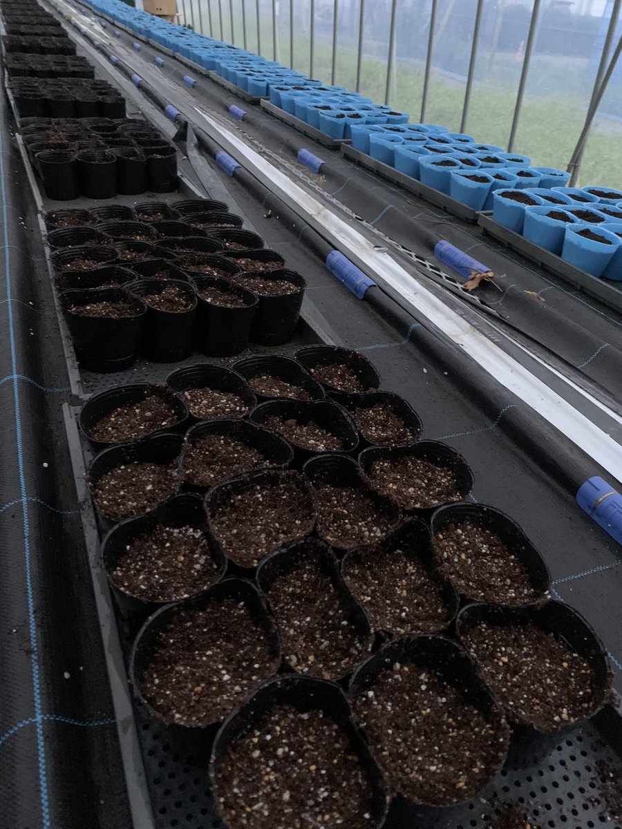 UeTatsu20's tweet photo. とうとう待ちに待ったトマトの苗（フルティカと桃太郎ヨーク）が届いた🍅

明日、鉢上げするので、今日はポリポット400個に培土をただひたすら埋める作業💦
地味で意外としんどかった💦

#農業
#研修
#トマト
#今日の農作業 https://t.co/7yzf4InEms