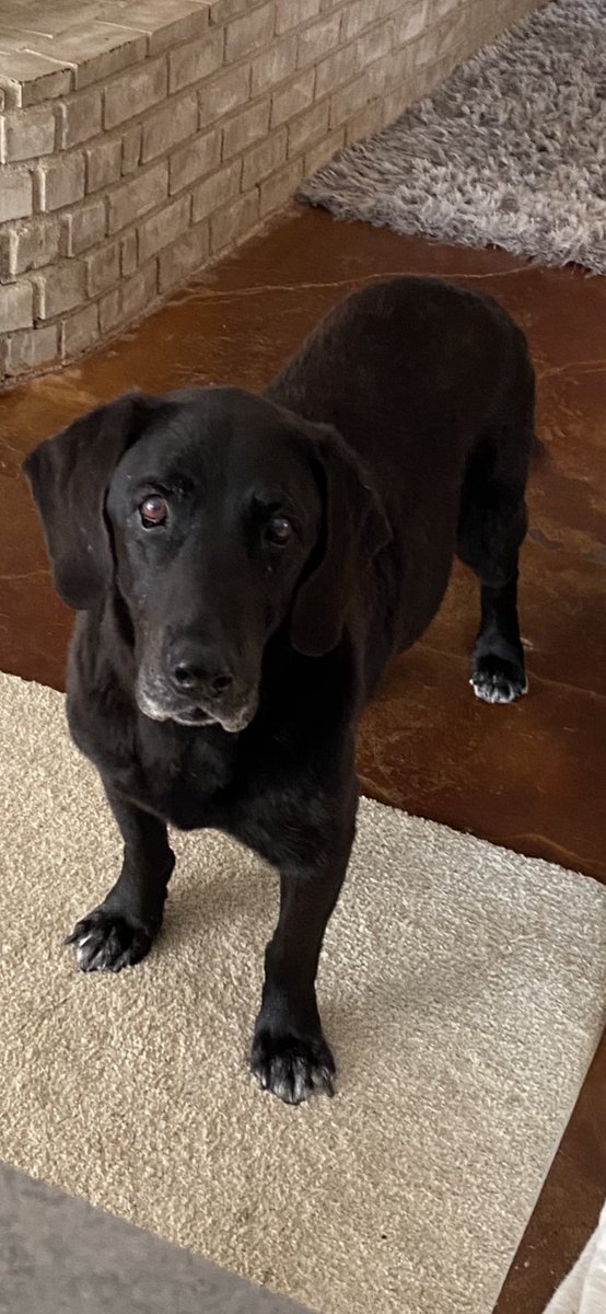 The  #1 guy at this house. #dogsoftwitter #labradorretriever #rescuedog