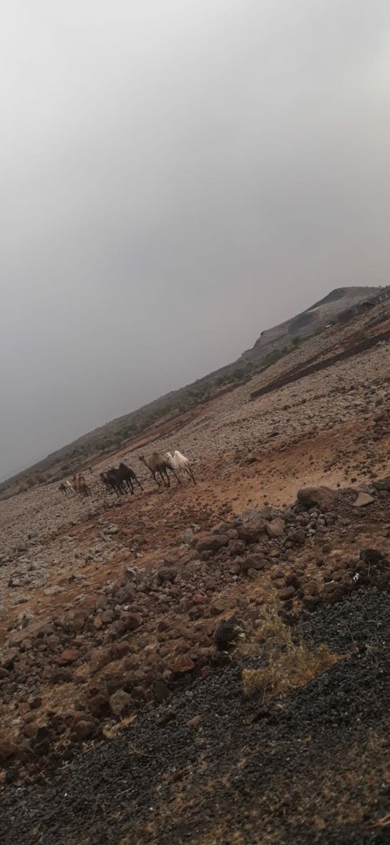Arkadaşlar Bugün yolda Geyik sürüsüyle karşılaştık. 🙇 🙂