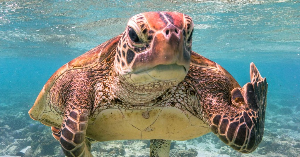 Comedy wildlife photo finalists are every bit as glorious as you'd expect https://t.co/wTKyD43Wrb https://t.co/kAPWxGKyLN