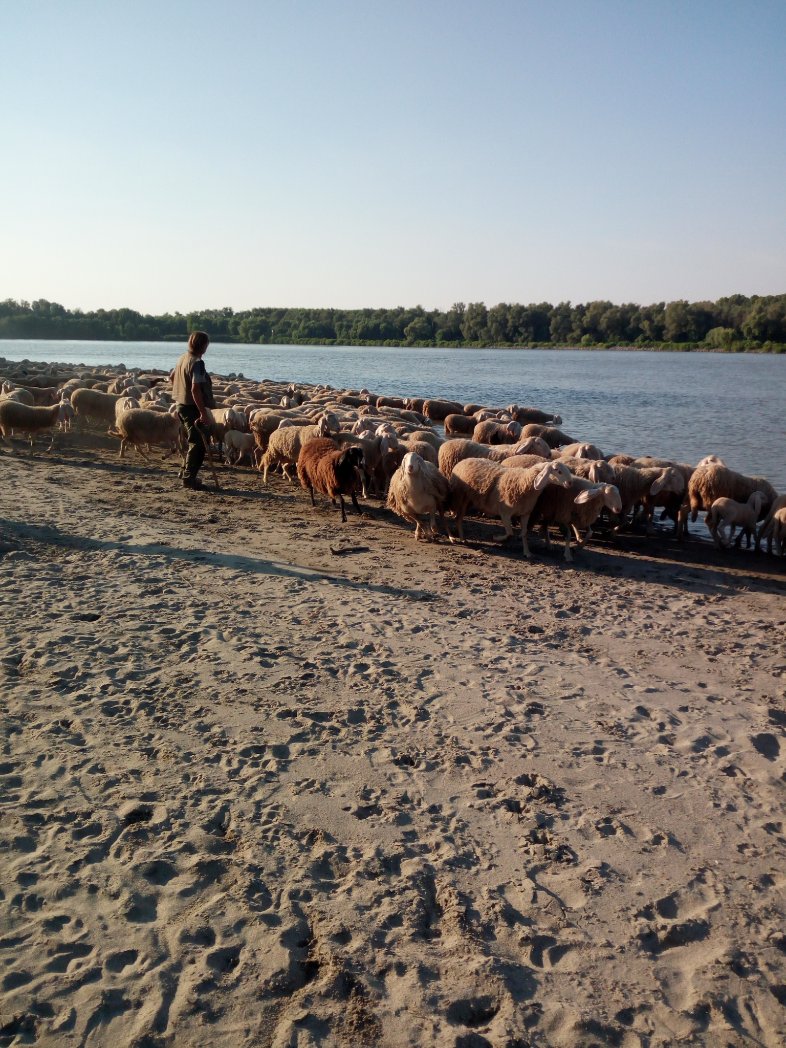 Sbucati dalla boscaglia, come in una scena di altri tempi i pastori portano ad abbeverare il loro gregge sulle rive del fiume Po oggi pomeriggio faceva molto caldo (ho saputo più tardi che vengono dalle valli torinesi😶😰) Buona serata💜💜🐏🐏🐏🌜🌜