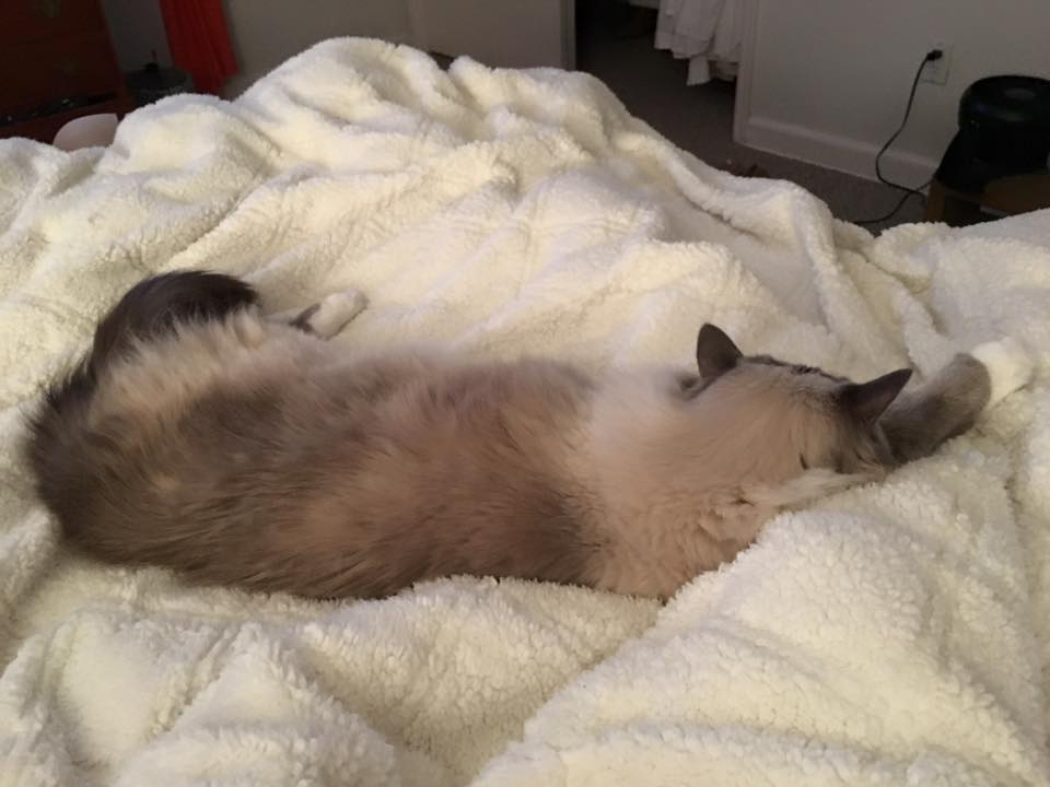 floppycats's tweet photo. Nope, I don't want to move.
.
.
.
.
.
.
.
.
.
.
.
. #hilariousposts
#introvertlife
#sorelatable
#bookwormlife
#readersgonnaread
#booksaremylife
#bookloversofinstagram
#bookpile
#booksbooksandmorebooks
#bookworm_insta
#bookwormforlife
#introverted
#overthinker
#growingupshy
#relat https://t.co/hPYAfKpfTN