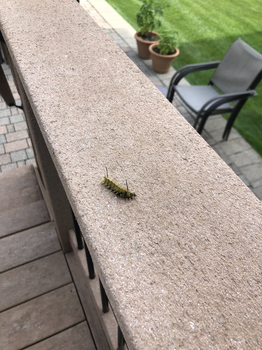 CSJulieLopez's tweet photo. @upnorthlive Second spotting in Livingston County https://t.co/mMHbNAiESI