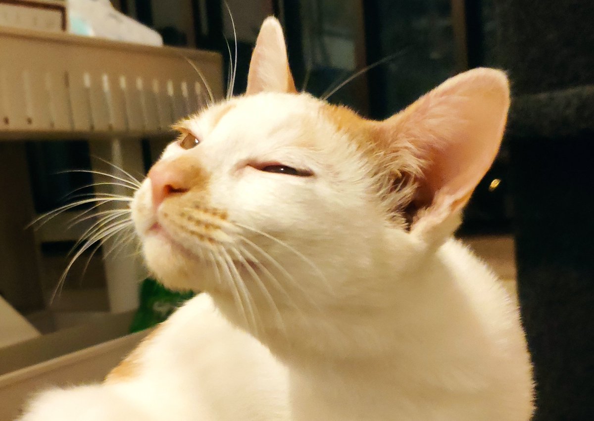 What is that delicious smell?

#CatsOfTwitter #snootykitty