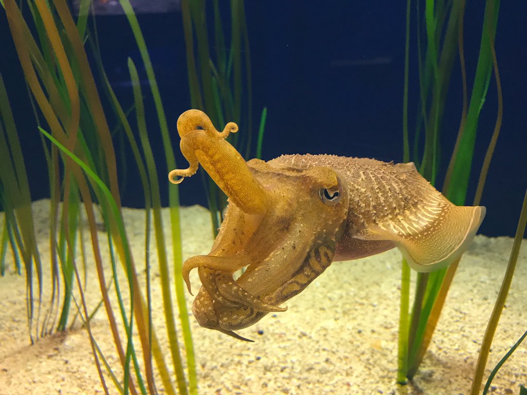 BenCoyPhoto's tweet photo. Got out to @RipleysAquaMB a week or so ago...love the new penguin habitat and the tanks on the way through the exhibit! @MyMyrtleBeach #aquarium #lovenature https://t.co/U4b82qUvnK