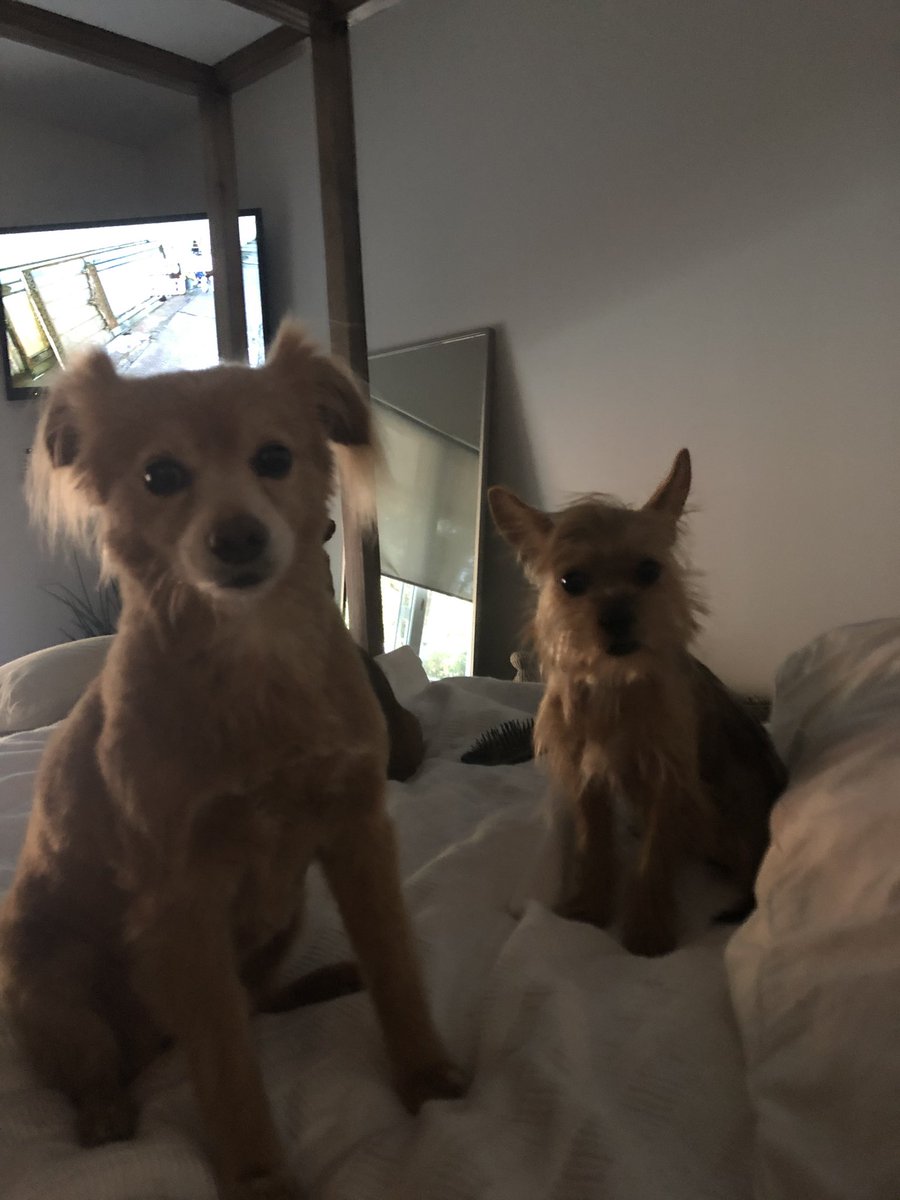 StevieStacks84's tweet photo. #targetpets https://t.co/ACoI8atFMu