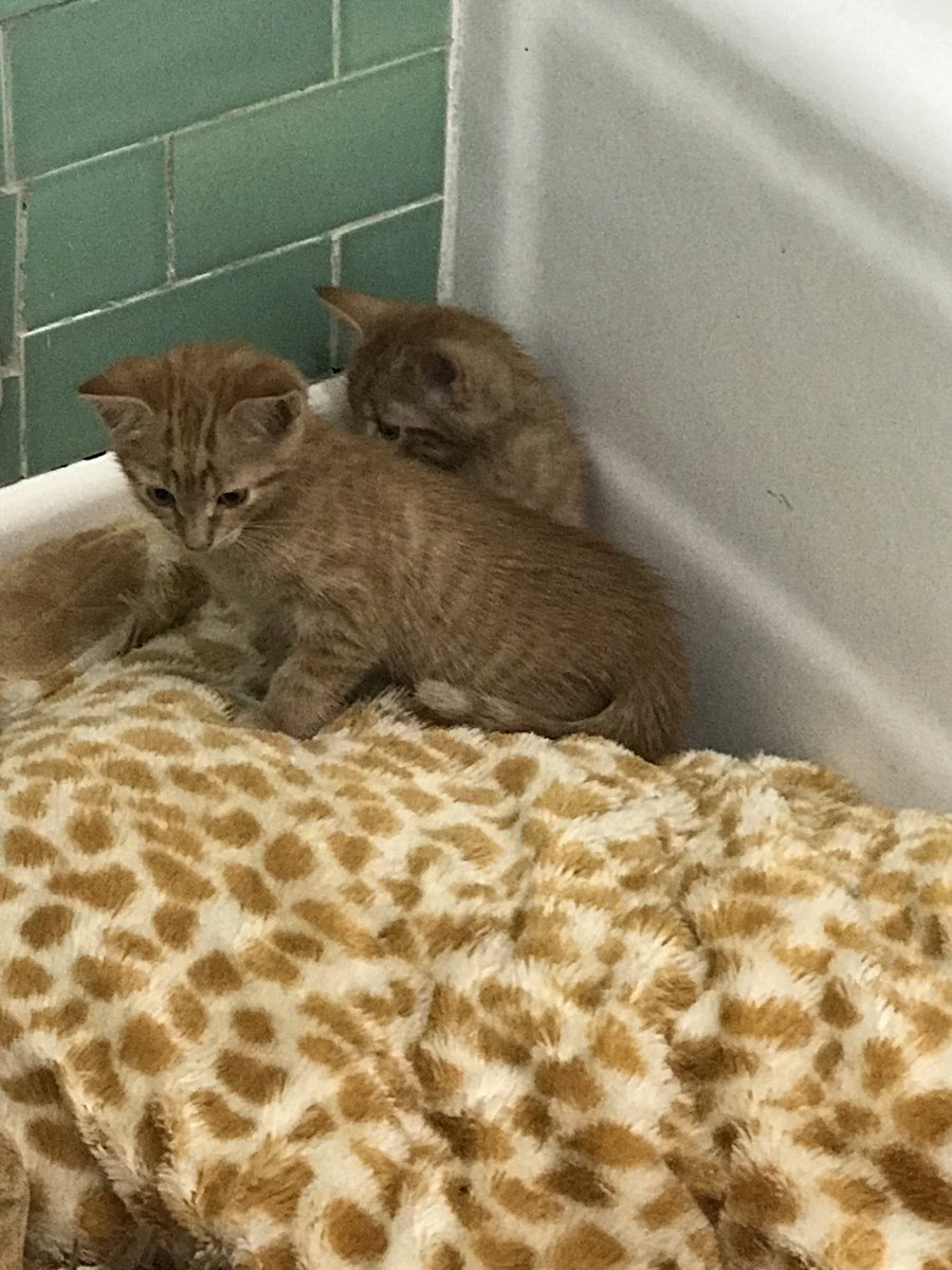 Lady Orangey is already getting her eat on. Extra Orangey is a bit more shy or cunning, hard to tell. He’s darker in color than his sister. I have to go to work now. Good thing. I’ve got a bad feeling about them. It’s like that room in the Overlook Hotel in the Shining.