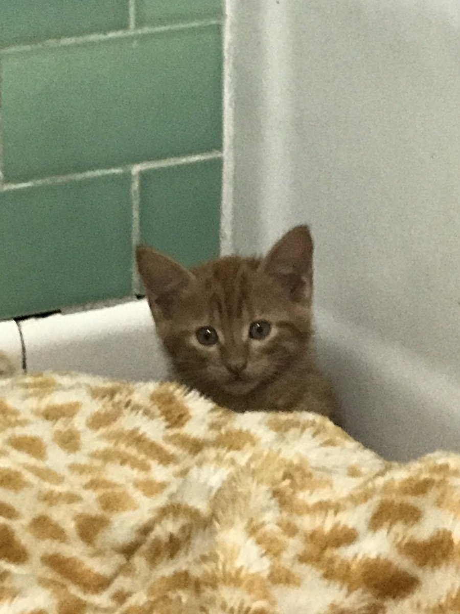 Lady Orangey is already getting her eat on. Extra Orangey is a bit more shy or cunning, hard to tell. He’s darker in color than his sister. I have to go to work now. Good thing. I’ve got a bad feeling about them. It’s like that room in the Overlook Hotel in the Shining.