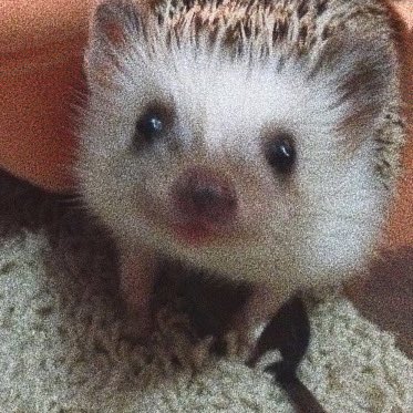 gulf kanawut as hedgehogs — a thread 