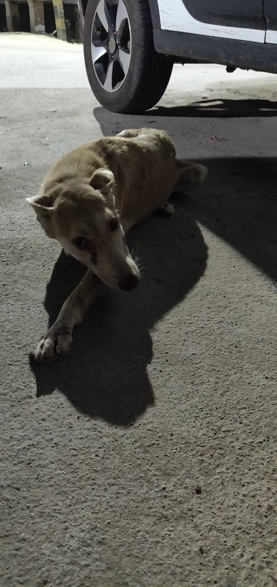 divicasm's tweet photo. There's a stray dog in Punjabi Colony, Narela who seems to have a broken spine and has continuously been crying in pain. He is unable to lift his head or neck. Please help in getting him urgent medical attention! @umeedforanimals @Friendicoes_DEL @Manekagandhibjp https://t.co/cI4kp8UNNx