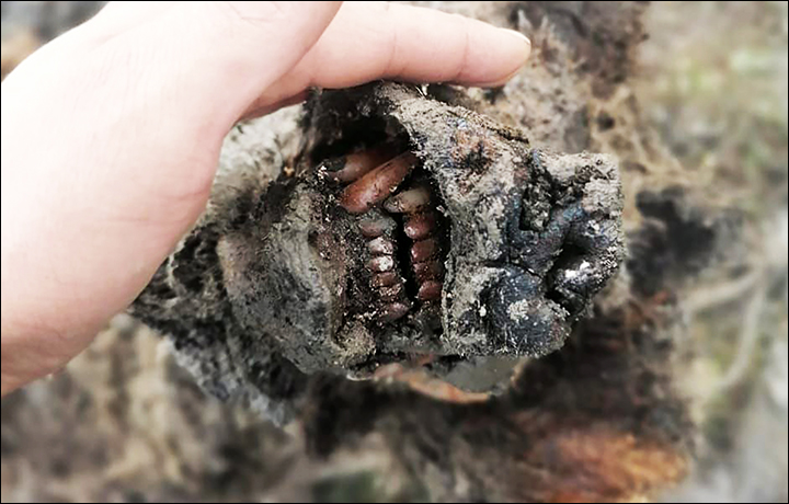 A complete ice mummy of a cave bear has been found on an island off the coast of Siberia😮 Cave bears went extinct 15.000 years ago. Estimated to be 22,000-39,500 years old. Scientists hope to be able to extract DNA from the mummy. (Photo: North-Eastern Federal University)