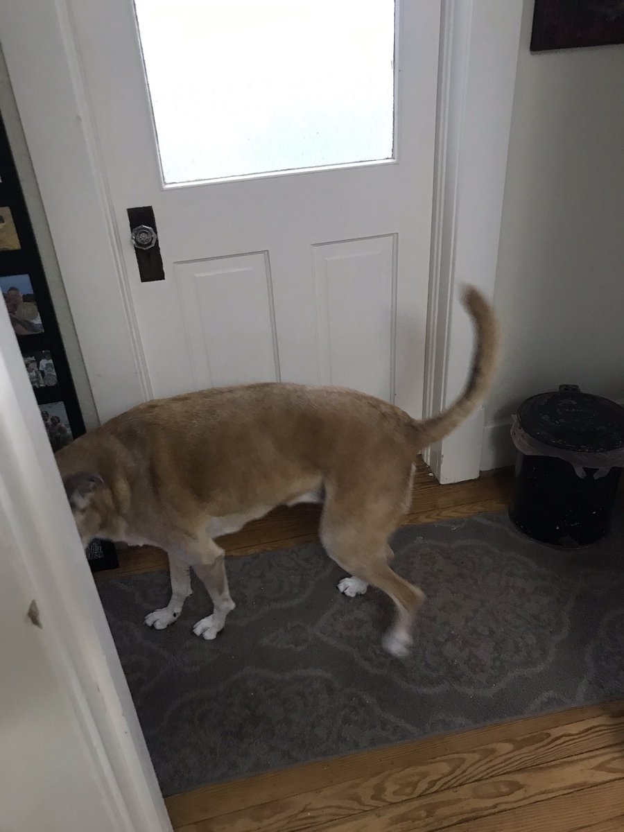 SweetDog wants to kiss them already. She’s always the best with little kitties and puppies. Not worried about her. It’s the Potatoes and MeanCat that will be vexing.