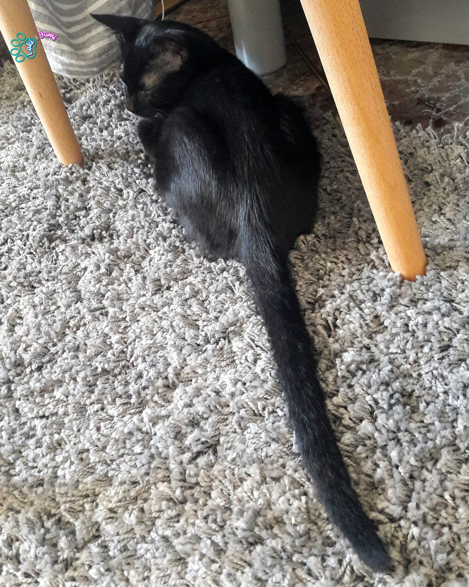 LokiYumi's tweet photo. Oh yeah that's my sexy long tail 😎
.
#longtail #divacat #myprecious #sexycat #caturday #catlife #blackcatlove #lovethisguy #catoftheday #blackcatsrule #minipanther #housepanther #ilovemycat #catlovers #adoptdontshop #catsofinstagram #instacat #kittycat #kittens #gatospretos https://t.co/9GOpGf2Sgg