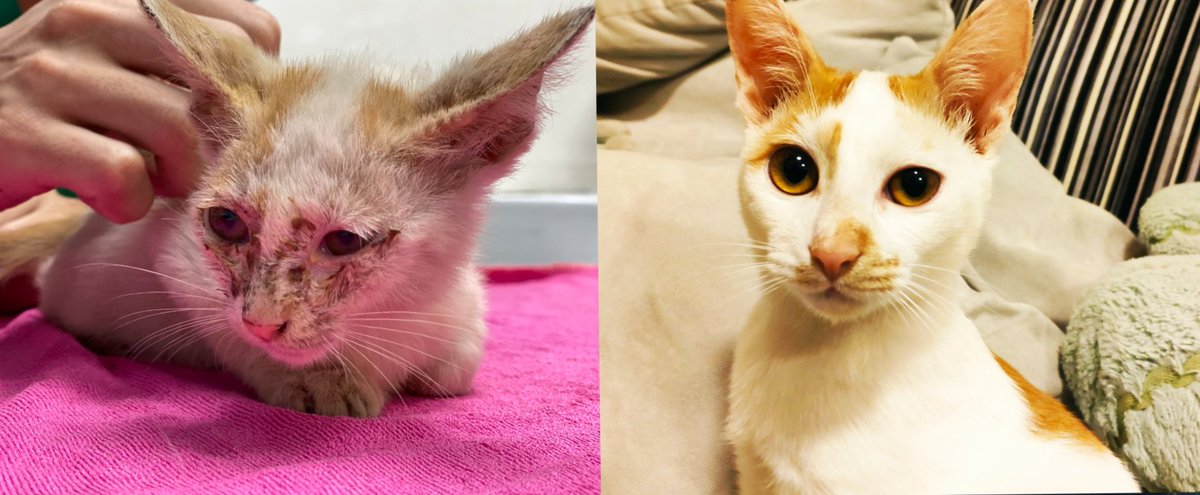 BEFORE/AFTER. Look at that handsome face! 
Less than 3 months! 😻

Can I get a retweet 🔄 to show everyone what a bit of love and care can do?

#CatsOfTwitter #RescueIsMyFavouriteBreed #Recovery #handsome #LoveAndCare #Caturday #catsofinstagram #Kitten