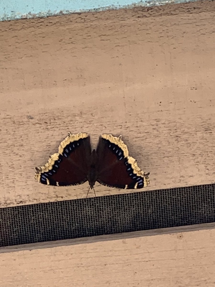 femalechriscc's tweet photo. #butterfly was posing all pretty for me https://t.co/EMmsrX6L8U