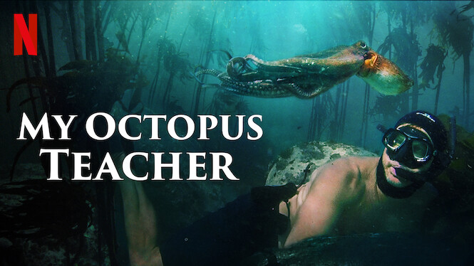 Burak Göral sur Twitter : ""My Octopus Teacher"ı izlerken çok duygulandım,  resmen gözlerim doldu. Tüpsüz dalış yapan bir yönetmen bir ahtapotla  iletişim kuruyor. Hayat döngüsü, yaşam mücadelesi, empati ve başkalarını  umursama üzerine