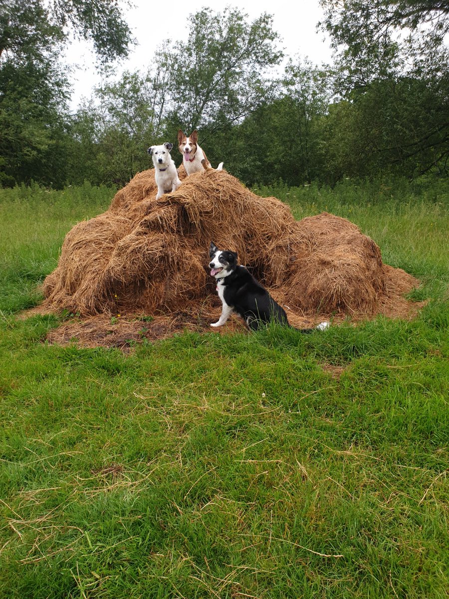 @HolyroodLiam Here The 3 Doggos new album cover 'Needles on a Haystack'