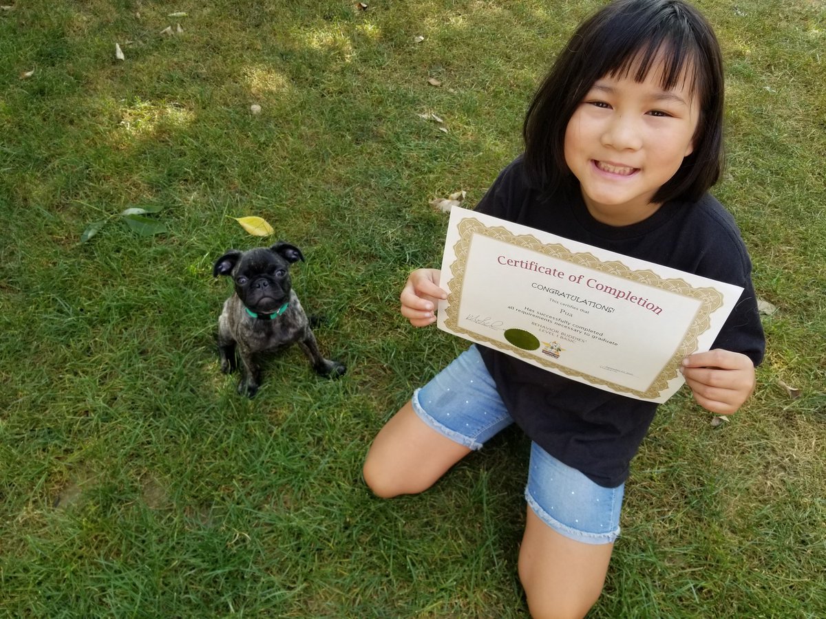 MyPugPua's tweet photo. Some puppy just graduated puppy class! https://t.co/471u2fW18K
