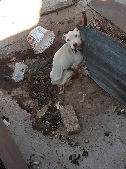 ¡Es oficial! Policía de la #CDMX podrá ingresar a casas y domicilios sin orden judicial para rescatar a animales que estén siendo maltratados. El <a href="/Congreso_CdMex/">Congreso de la Ciudad de México</a> aprobó las modificaciones a la Ley de Protección a los Animales que les otorga esta facultad plumasatomicas.com/noticias/cdmx/…