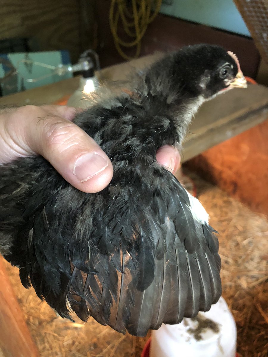 k9kayaks's tweet photo. #CopperMaran #chick #brooderbox #happychicks https://t.co/wcC5Cfq6Cw