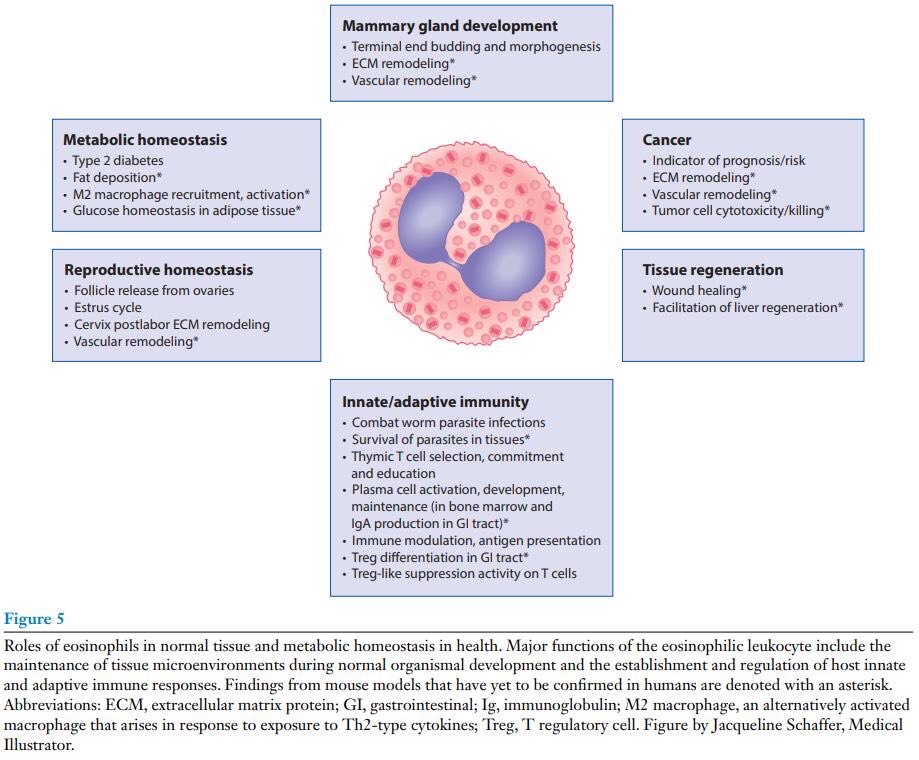 2/First let's review eosinophil biology.Eosinophils are granulocytic white blood cells that develop in the bone marrow and reside primarily in tissues.They have a multitude of physiologic functions, from parasite defense to immuno-regulation. https://pubmed.ncbi.nlm.nih.gov/31977298/ 