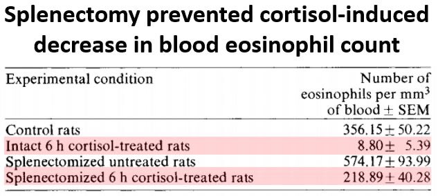 10/In the same experiment, splenectomy prior to cortisol preserved blood eosinophil counts, compared to rats w/ intact spleens. This strongly suggested that steroids redistribute eosinophils to lymphoid organs, though exactly how isn't known. https://pubmed.ncbi.nlm.nih.gov/658264/ 