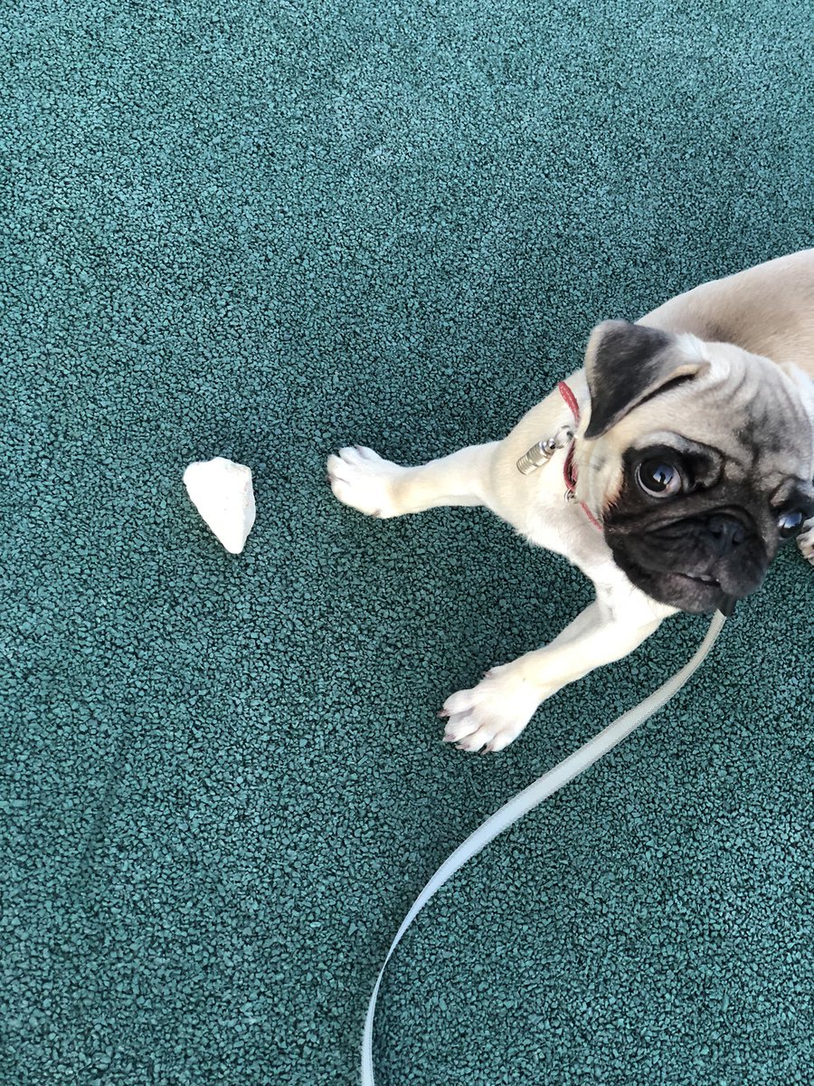 Arkasha Khramov (@arkasha_khramov) on Twitter photo 